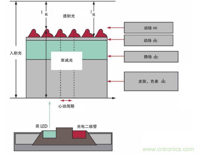 可以用發光二極管 （LED） 來照亮皮膚，然后測量反射到一個光電二極管的光量來監測每個心動周期
